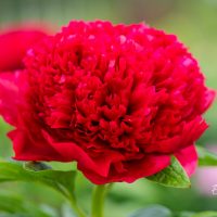 2603_10265_Paeonia_lactiflora_Red_Charm__pojeng._2.jpg