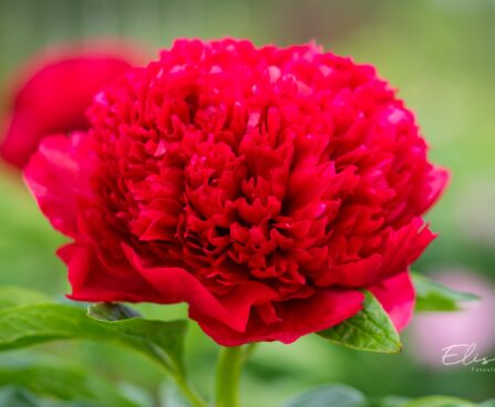 2603_10265_Paeonia_lactiflora_Red_Charm__pojeng._2.jpg