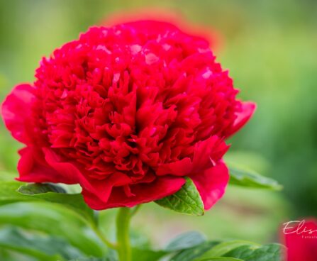 2603_10266_Paeonia_lactiflora_Red_Charm__pojeng._3.jpg