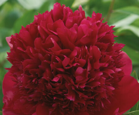 2603_10789_Paeonia_Red_Charm-3-D_pojeng.jpg