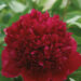 2603_10789_Paeonia_Red_Charm-3-D_pojeng.jpg