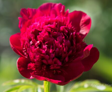 2603_8671_Paeonia_lactiflora_Red_Charm__2.JPG