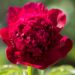 2603_8671_Paeonia_lactiflora_Red_Charm__2.JPG