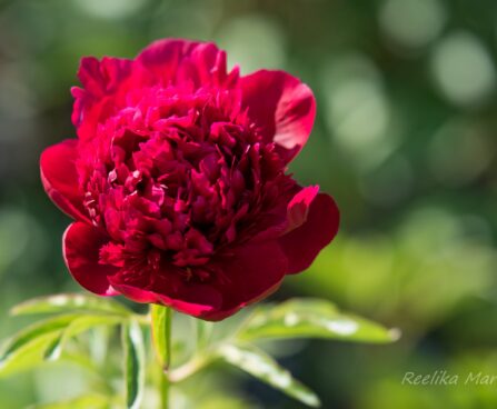 2603_8672_Paeonia_lactiflora_Red_Charm_.JPG