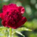 2603_8672_Paeonia_lactiflora_Red_Charm_.JPG