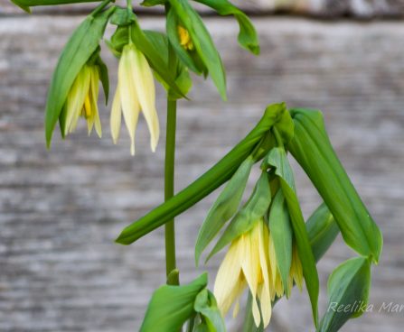 2616_8065_Uvularia_grandiflora_2.JPG