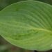 2630_10468_Hosta_Millennium__2.jpg