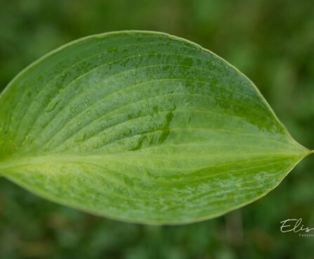 2630_10469_Hosta_Millennium_.jpg