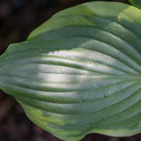 2633_9307_Hosta_Sum_of_All_.JPG