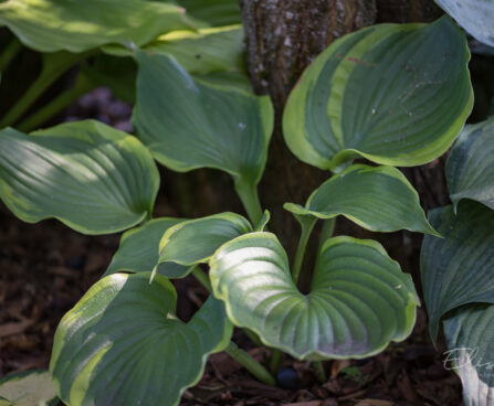 2633_9308_Hosta_Sum_of_All__2.JPG