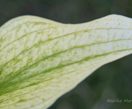 2636_8350_Hosta_Zebra_Stripes.JPG