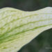 2636_8350_Hosta_Zebra_Stripes.JPG