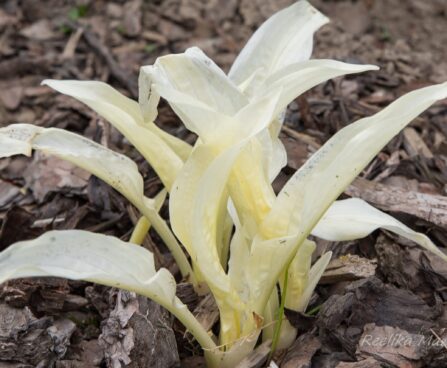 2636_8584_Hosta_Zebra_Stripes_2.JPG