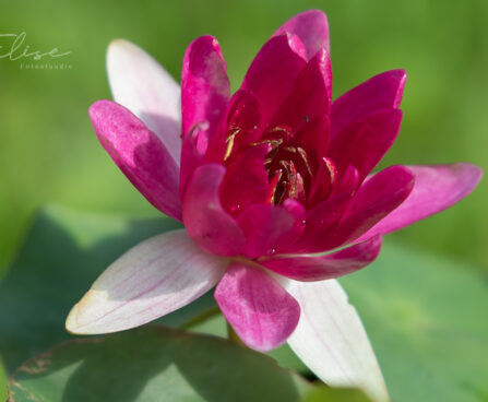 2639_8806_Nymphaea_Pygmaea_Rubra__3.JPG