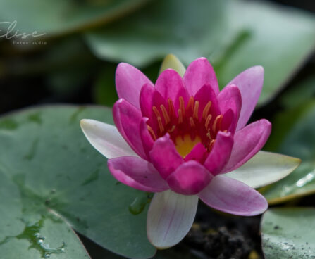 2639_8807_Nymphaea_Pygmaea_Rubra_.JPG