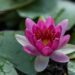 2639_8807_Nymphaea_Pygmaea_Rubra_.JPG