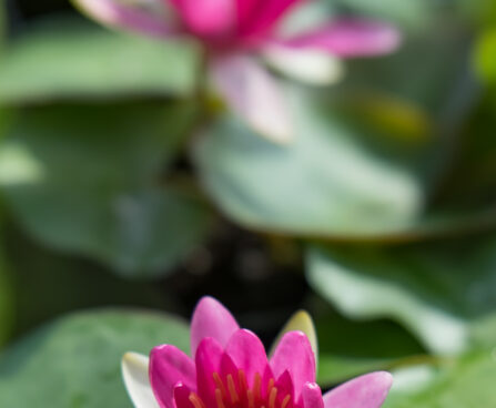 Nymphaea_Pygmaea_Rubra__2.JPG