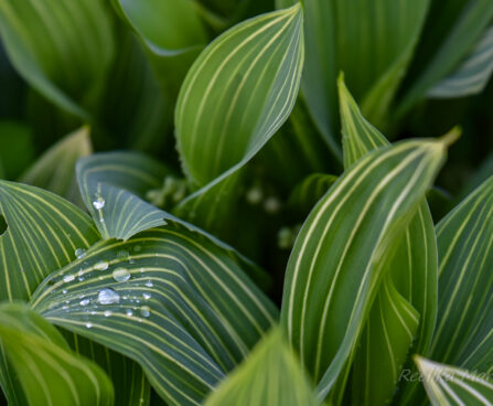 2643_6314_Convallaria_majalis_Variegata1.jpg