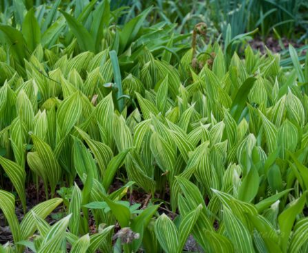 2643_8156_Convallaria_majalis_Variegata.JPG