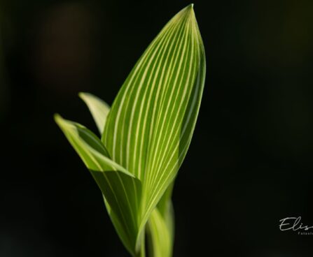 2643_9979_Convallaria_majalis_Variegata_harilik_piibeleht_3.jpg