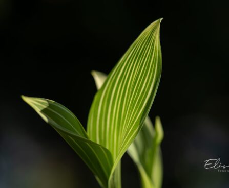 2643_9980_Convallaria_majalis_Variegata_harilik_piibeleht_4.jpg