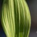 2643_9981_Convallaria_majalis_Variegata_harilik_piibeleht.jpg