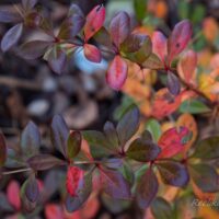 47_6628_Berberis_x_media_Red_Jewel__2.JPG