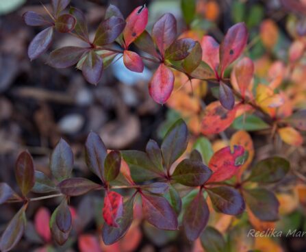 47_6628_Berberis_x_media_Red_Jewel__2.JPG