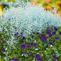 2675_10610_CAL_SilverBush_413500_padipoosas.jpg