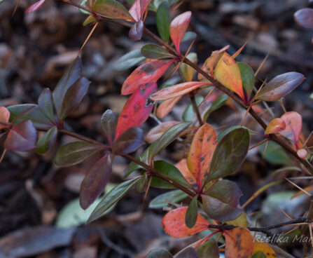 47_6629_Berberis_x_media_Red_Jewel_.JPG