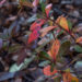 47_6629_Berberis_x_media_Red_Jewel_.JPG