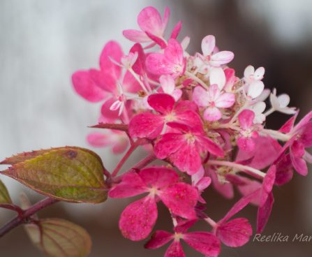 2679_7903_Hydrangea_paniculata_Diamant_Rouge_.JPG