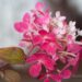 2679_7903_Hydrangea_paniculata_Diamant_Rouge_.JPG