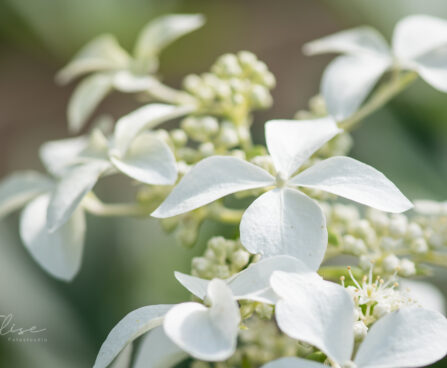 2680_9105_Hydrangea_paniculata_Great_Star__2.JPG