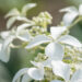 2680_9105_Hydrangea_paniculata_Great_Star__2.JPG