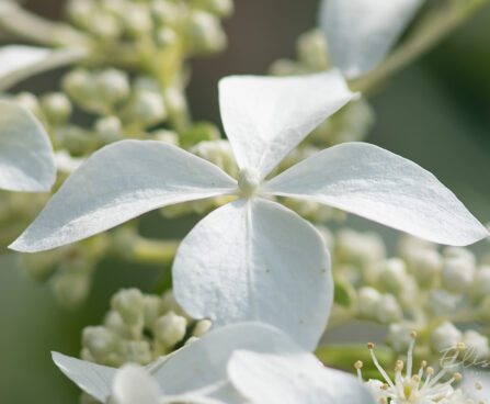 2680_9106_Hydrangea_paniculata_Great_Star__3.JPG