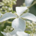 2680_9106_Hydrangea_paniculata_Great_Star__3.JPG