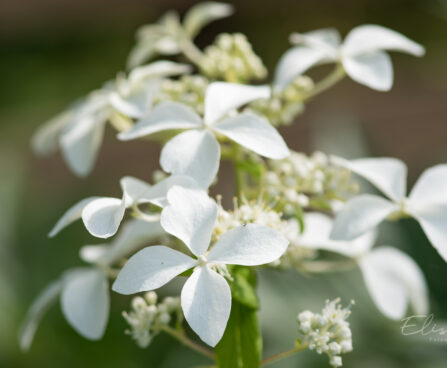 2680_9107_Hydrangea_paniculata_Great_Star_.JPG