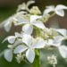 2680_9107_Hydrangea_paniculata_Great_Star_.JPG