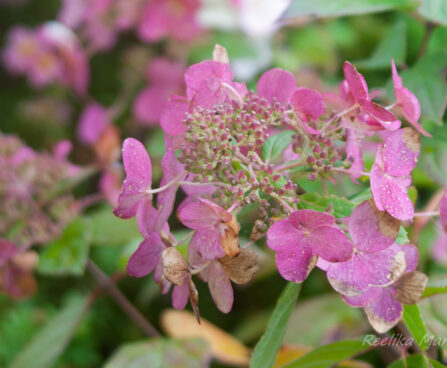 2682_7896_Hydrangea_paniculata_Magical_Fire.JPG