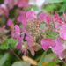 2682_7896_Hydrangea_paniculata_Magical_Fire.JPG