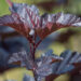 2686_9028_Physocarpus_opulifolius_Midnight__3.JPG