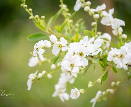 2698_11303_Spiraea_prunifolia_ploomilehine_enelas.jpg