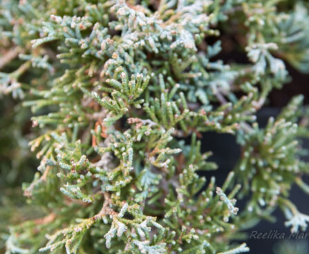 2702_6336_Juniperus_horizontalis_Monber_Icee_Blue_1.jpg