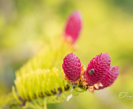2705_10165_Picea_abies_Acrocona_harilik_kuusk_.jpg