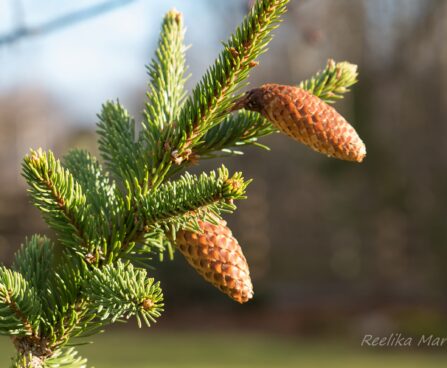 2705_6572_Picea_abies_Acrocona__2.JPG