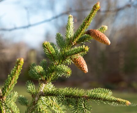 2705_6573_Picea_abies_Acrocona_.JPG