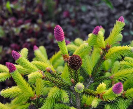 Picea abies `Acrocona` harilik kuusk