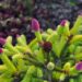 Picea abies `Acrocona` harilik kuusk