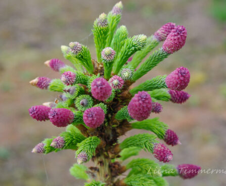 2705_7400_Picea_abies_Acrocona.JPG